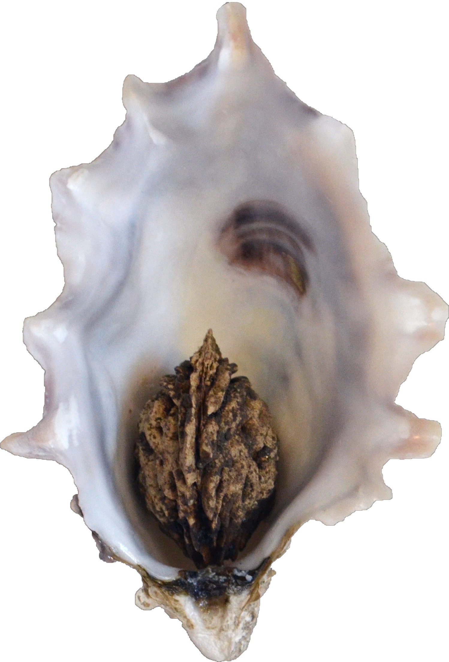 a shucked master shell with a peach pit in the middle